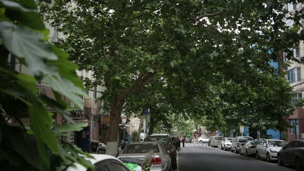 Tree-lined urban street with parked cars and dense overhead canopy