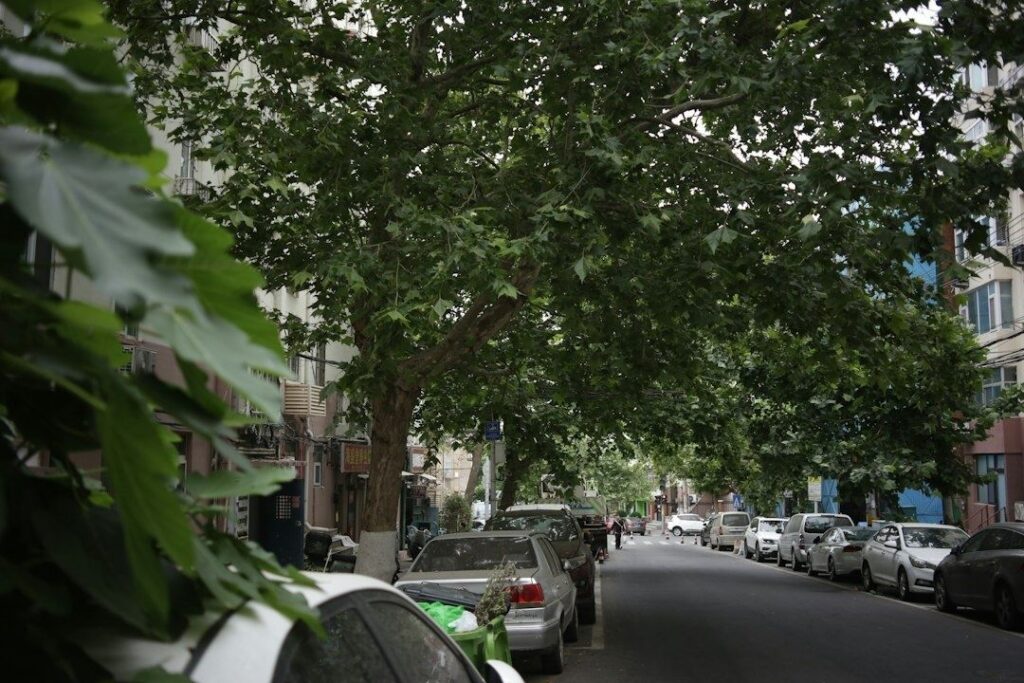 Tree-lined urban street with parked cars and dense overhead canopy